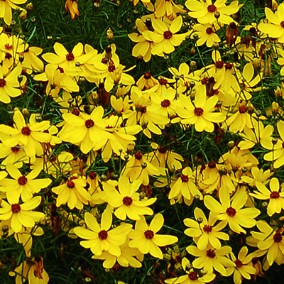 meisjesogen-(Coreopsis-verticillata-Imperial-Sun)