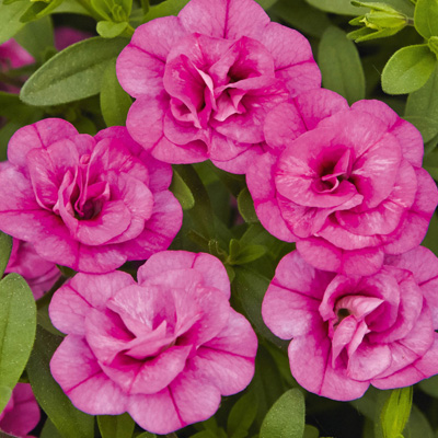 mini-petunia (Calibrachoa-cultivars-Calita®-Double-Rosy)