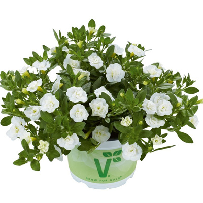 mini-petunia (Calibrachoa-cultivars-Calita®-Double-Snow)