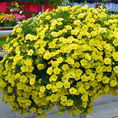 mini-petunia (Calibrachoa-cultivars-Calita<sup>®</sup>-Double-Yellow)