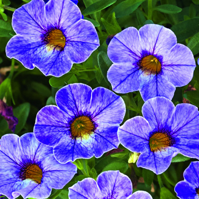 mini-petunia (Calibrachoa-cultivars-Calita<sup>®</sup>-Special-Sky-Blue)