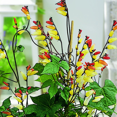 spaanse vlag (Quamoclit-lobata-(Ipomoea-lobata)-Feuerzunge)