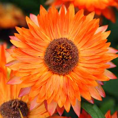 strobloem (Helichrysum-bracteatum-Nevada-Orange)