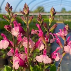 a-salie-salvia-microphylla-delice-gold-and-wine