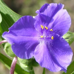 a-vaderplant-tradescantia-andersoniana-zwanenburg-blue