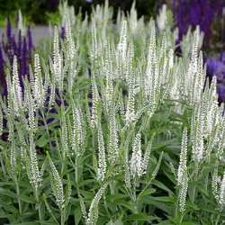 aar-ereprijs_veronica-spic-snow-pearl_1732846180