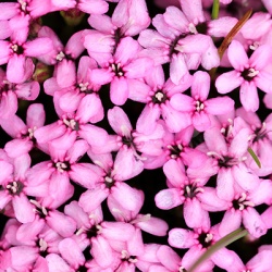 alpenlijmkruid-silene-acaulis-mount-snowdon
