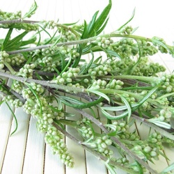 alsem-artemisia-annua