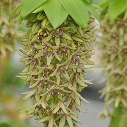 ananaslelie-eucomis-bicolor