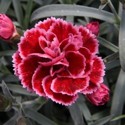 anjer-dianthus_diantica_burgundy