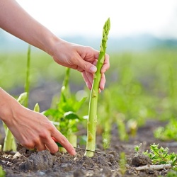 asperge-asparagus-officinalis