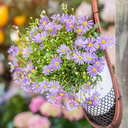 australisch-madeliefje-brachyscome-x-multifida-delight-dark-mauves