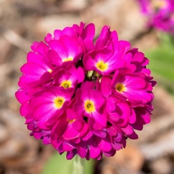balprimula-primula-denticulata-rubin