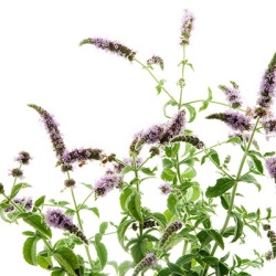 bananemunt-mentha-arvensis-banana