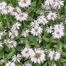 bergamotplant-monarda-bee-you-bee-bright