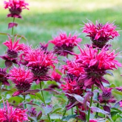 bergamotplant-monarda-cranberry-lace-pbr-eu29080