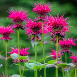 bergamotplant-monarda-x-didyma-knight-roses