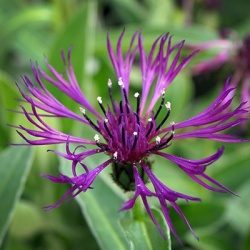 bergcentaurie-centaurea-amethyst-dream-eu21948pp20781