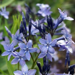 blauwe_ster_amsonia-blue-ice