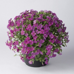 blauwkussen__aubrieta-gracilis-florado-rose-red