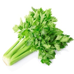 bleekselder--groene-selder-apium-graveolens2