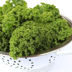 boerenkool-groen-krulkool-brassica-oleracea-var-sabellica