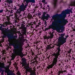 boerenkool-rood-krulkool-brassica-oleracea-var-sabellica