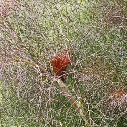 bronzen-venkel-foeniculum-vulgare-bronze