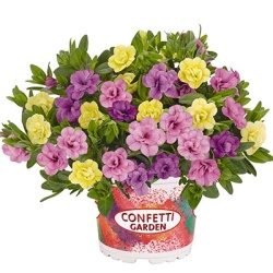 calibrachoa-mix-confetti-garden-aloha-double-mybonnie-2021