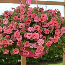 calibrachoa