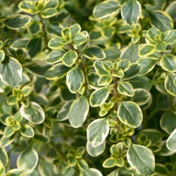 citroentijm-bont-thymus-citriodorus