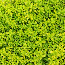 citroentijm-geel-thymus-citriodorus