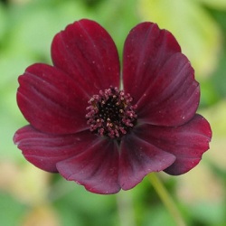 cosmea-cosmos-atrosanguineus-chocolates