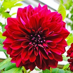 dahlia-dahlia-x-hortensis-lubega-power-scarlets