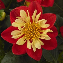 dahlia_dahlia-coccinea-dahlietta-surprise-cindy