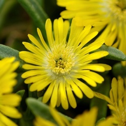 delosperma-wheels-of-wonder-golden-wonder