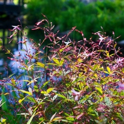 driebladige-braakwortelspirea-gillenia-trifoliata-pink-profusion