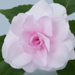 dubbel_vlijtig_liesje_impatiens-walleriana-diadem-pink-frost