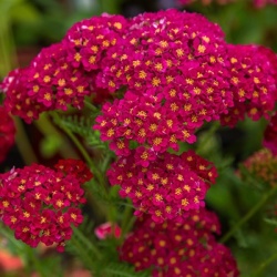duizendblad--achillea-mil-sassy-summer-sangria-pbr