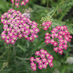 duizendblad-achillea-millefolium-desert-eve-deep-roses