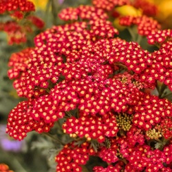 duizendblad-achillea-millefolium-desert-eve-reds