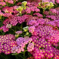 duizendblad-achillea-millefolium-milly-rock-cherry