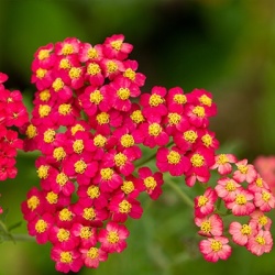 duizendblad-achillea-millefolium-paprikas