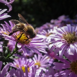 dwergaster-aster-dumosus-island-samoa
