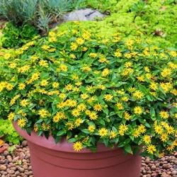 dwergzonneroos-sanvitalia-procumbens-solaris-compacts