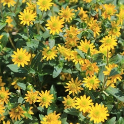 dwergzonneroos-sanvitalia-procumbens-solaris-tables