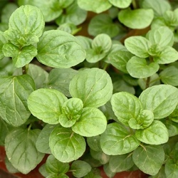 eau-de-colognemunt-mentha-piperita-f-citrata