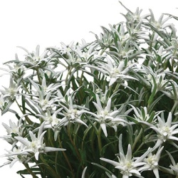 edelweiss-leontopodium-souliei-alpina-whiteflorensis