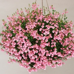 elfenspoor_diascia-barberae-flying-colors-light-pink