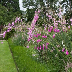 engelenhengel-dierama-pulcherrimum
